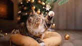 Experts Share How To Keep Cats Out of Christmas Trees: The Best Tricks for the Most Annoying Behaviors