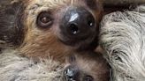 Baby sloth given Euro 2024 inspired name ahead of England v Spain final