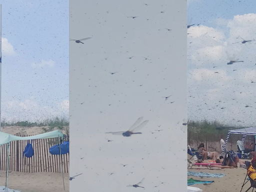 Massive dragonfly swarms delight some beachgoers, terrify others