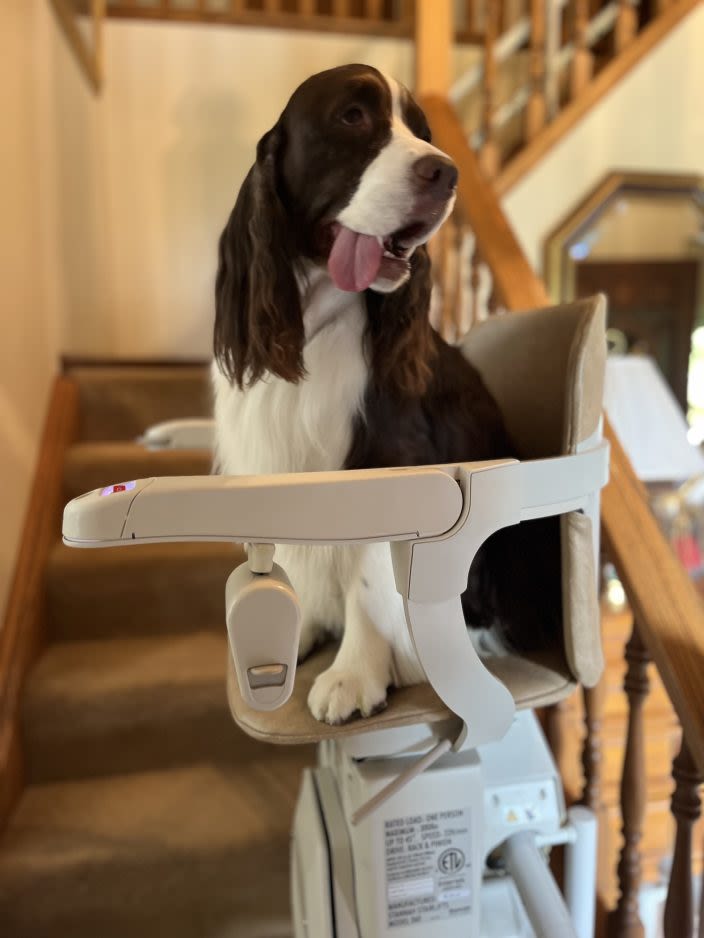 ‘Doggy don’t do stairs’: North Strabane couple’s dog to be featured on ‘America’s Funniest Home Videos’