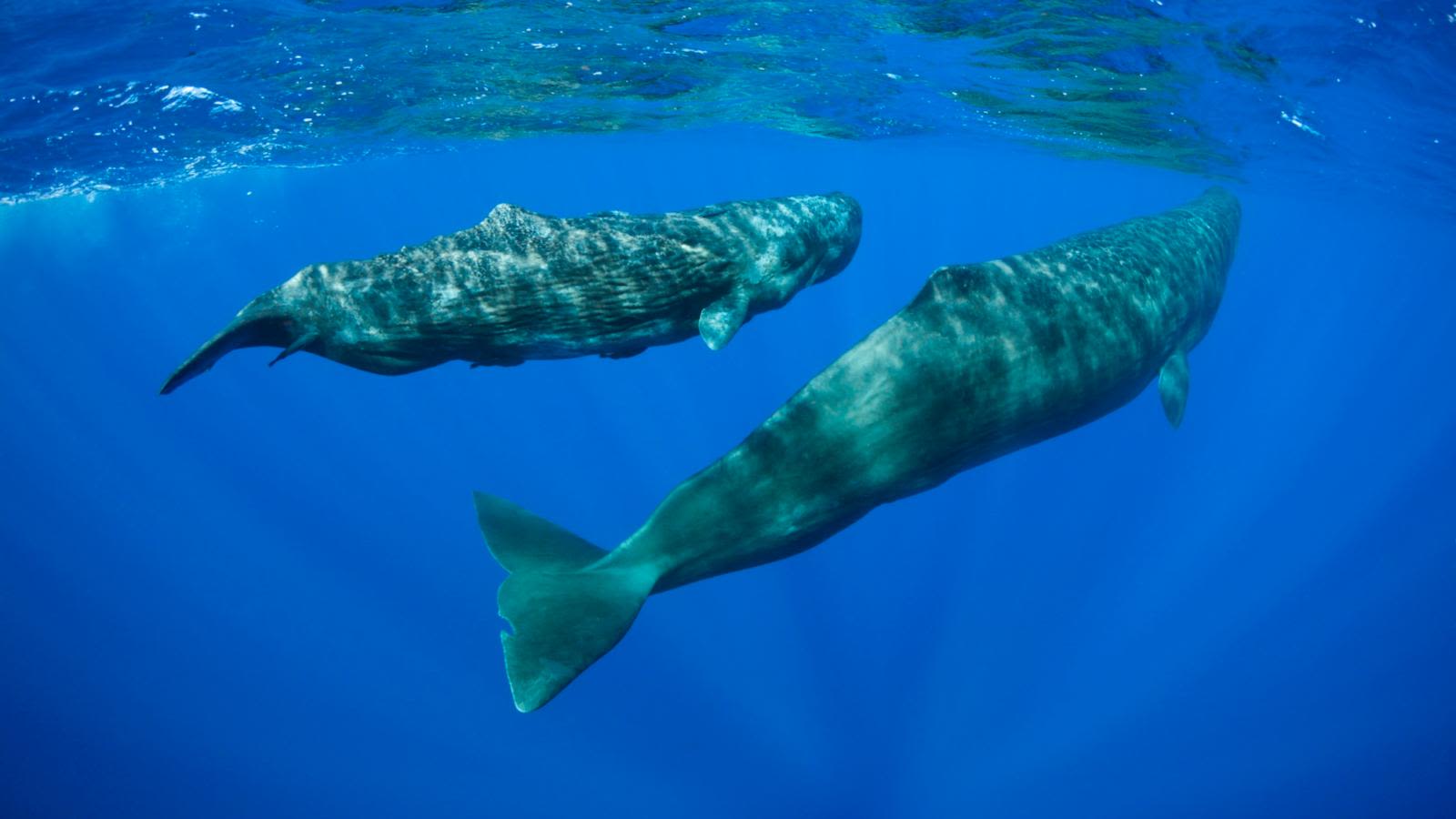 Sperm whales communicate through a 'complex phonetic alphabet,' study finds