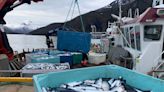 Norway Seafood Exports Slump Most Ever on Issues at Salmon Farms