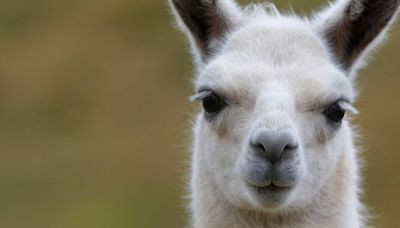 A Hidden Defense Inside Llamas Could Be The Secret to Fighting HIV