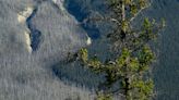 Evacúan en Canadá el parque turístico nacional de Jasper debido a un gran incendio forestal