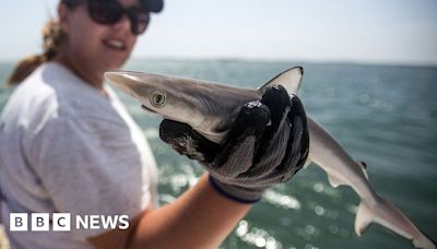 Sharks off Brazil coast test positive for cocaine