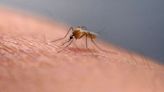 Dengue fever cases rising as climate change draws tiger mosquitoes to Europe