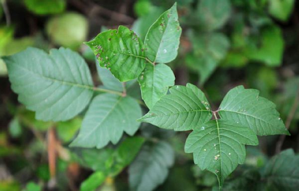 Getting rid of poison ivy is a serious matter. What you should and shouldn't do