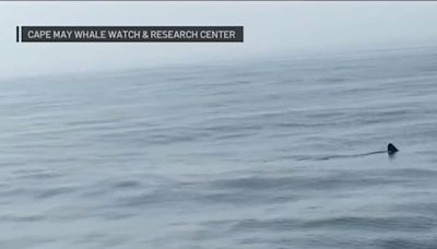 Sharks spotted in 'rare' sightings offshore in South Jersey