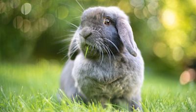 How to get rid of fleas on rabbits
