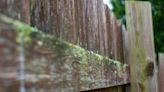 Simple and 'magic' way to remove green algae from wooden fences and patios