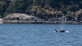 Malice, mischief or fad? Orca experts intrigued by boat bumpings