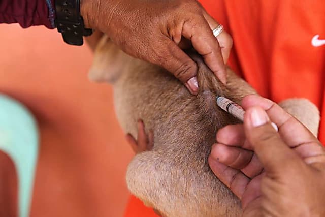 Westchester To Hold Free Rabies Vaccine Clinic For Pets: Here's When