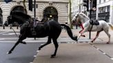 Army issues update on Household Cavalry horses who escaped in London