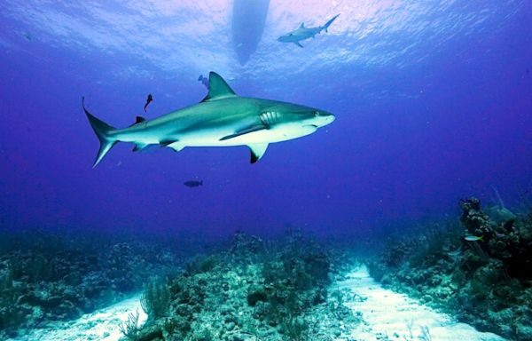 15-year-old American loses her leg in Belize shark attack