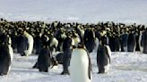 Emperor Penguin at serious risk of extinction due to climate change
