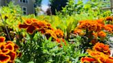 N.S. town officially opens community garden