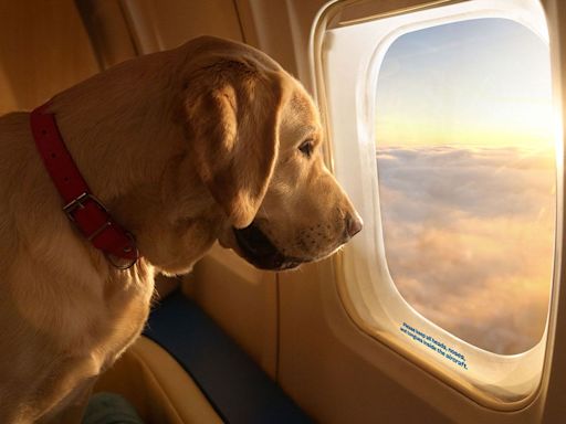 Bark Air, a ‘Luxurious’ New Airline Specifically for Dogs, Took Its First Flight — and It Was Sold Out