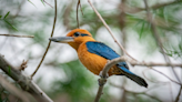 Oregon Zoo welcomes rare species of kingfisher