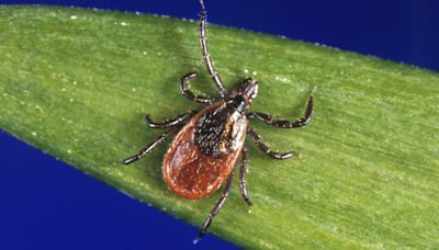 Lyme disease cases rise in Tuscarawas County