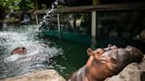 Fiona's sibling coming soon: Cincinnati Zoo puts hippo Bibi officially on birth watch