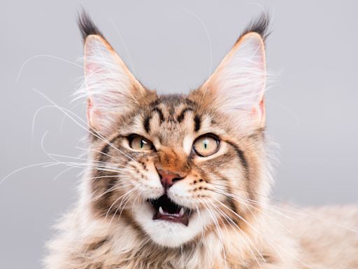 Maine Coon Cat Gets 'Brain Freeze' After Eating Popsicle and It's Too Funny