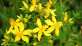 St. John's Wort: Everything You Need to Know