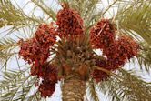 Date palm