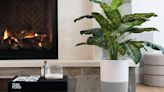 This super chic houseplant is also a super chic and powerful air purifier