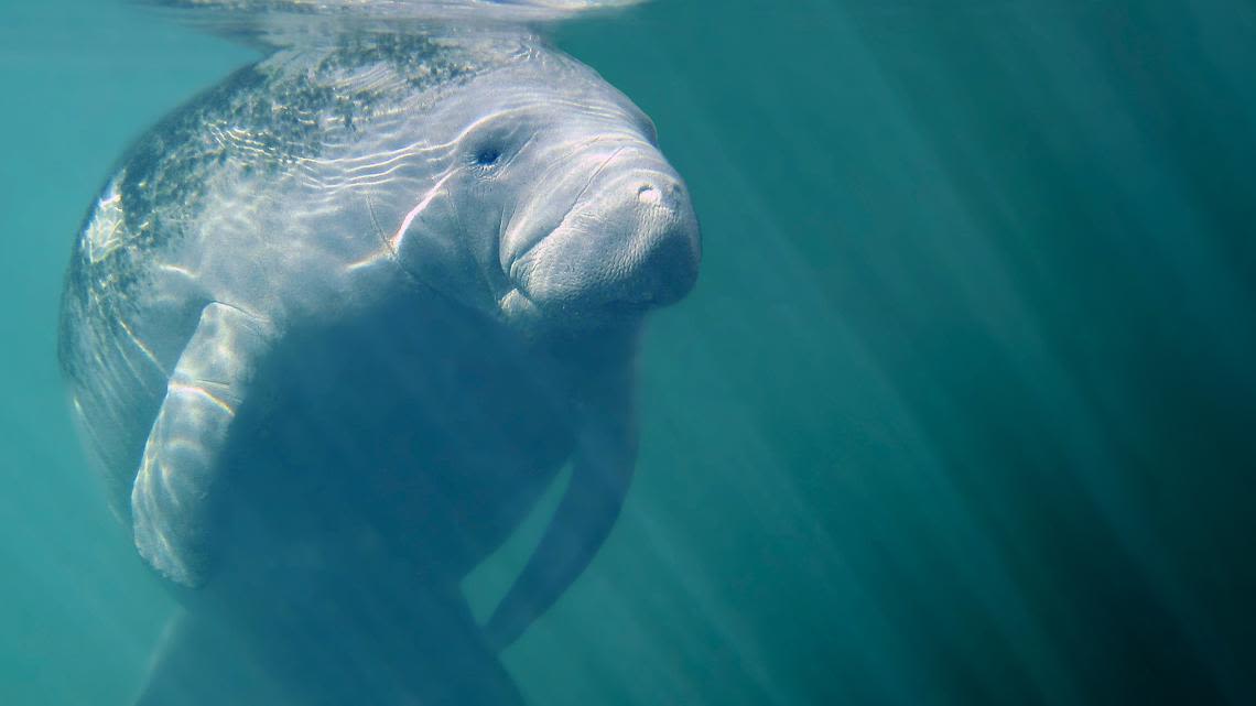 How boaters in Tampa Bay can steer clear of manatees this summer