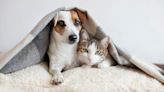 7 ways to remove pet odor from your home