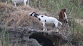 Grazing a path to safety: Laguna Beach fights fire with goats