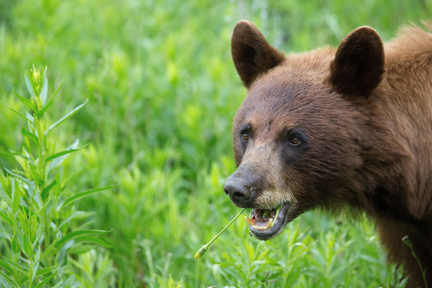 Child hospitalized after bear attacked her tent in Montana