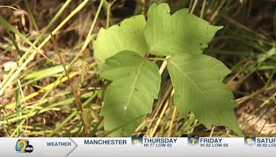 Experts warn of spreading poison ivy and poison hemlock - can Iowans identify them?