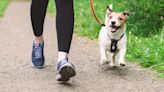 Snake Bites, Pacemakers and ‘Hotel’ Stays: The Surprising Costs of Dog Ownership