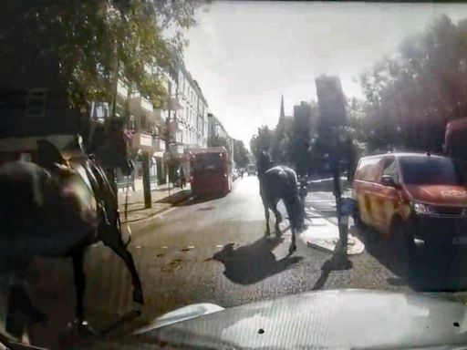 Three runaway military horses bolt through London after riders unseated