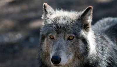Wolf or coyote? Wildlife mystery in Nevada solved with DNA testing