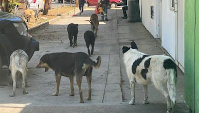 Indagan en Oaxaca abuso físico y sexual contra perros; van 3 casos de crueldad animal en 24 horas