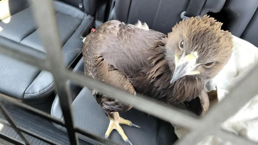 Watch: Eagle seeks help from deputy to escape Arizona heat