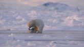 Frozen Planet II: Young polar bears explore arctic together after forming friendship