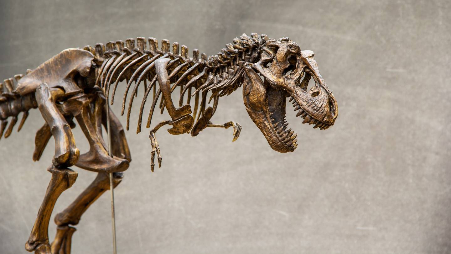 Kids find T. rex fossil, museum to remove it from its cast
