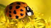 Why ladybugs and 'Halloween beetles' are everywhere right now
