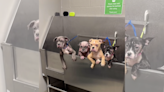 Puppies abandoned in heat found inside bucket, suffering from severe mange