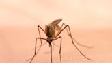 Mosquitoes in Zoar test positive for West Nile