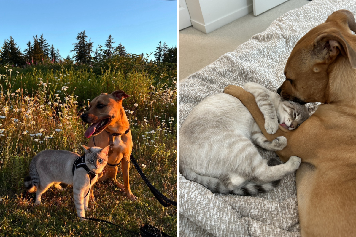 50lb dog finally builds up courage to walk past cat sibling: "So brave"