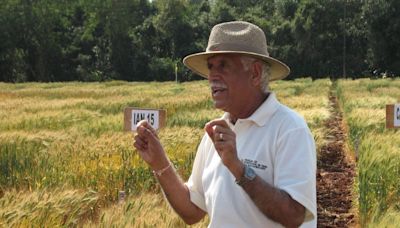 La Nación / Mohan Kohli, el científico indio que convirtió a Paraguay en exportador de trigo asegura que variedades nacionales pueden plantarse en la región