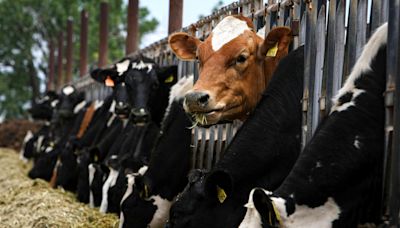 Farmers will now get paid to test their dairy cows for bird flu