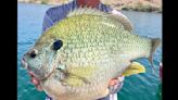 Light-tackle angler lands massive ‘freak of nature’ sunfish