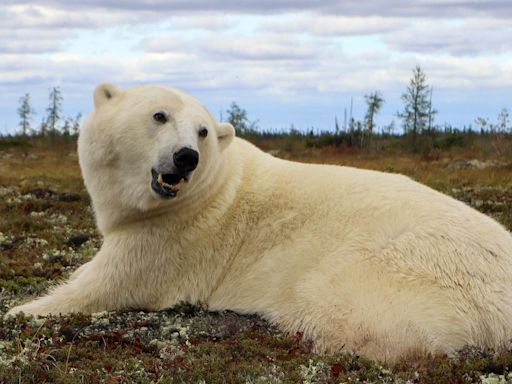 New tech aims to keep polar bears and people apart