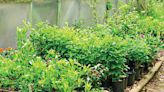 Macon Master Gardeners to host plant sale