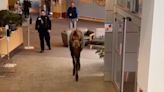 A moose was hungry, so he went inside a hospital and began chewing on plants